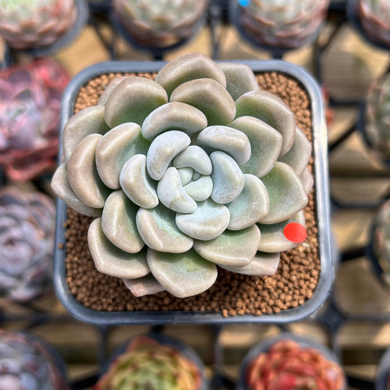 Graptoveria 'Bubble Bomb' 2" Succulent Plant Cutting