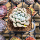 Graptoveria 'Bubble Bomb' 2" Succulent Plant Cutting