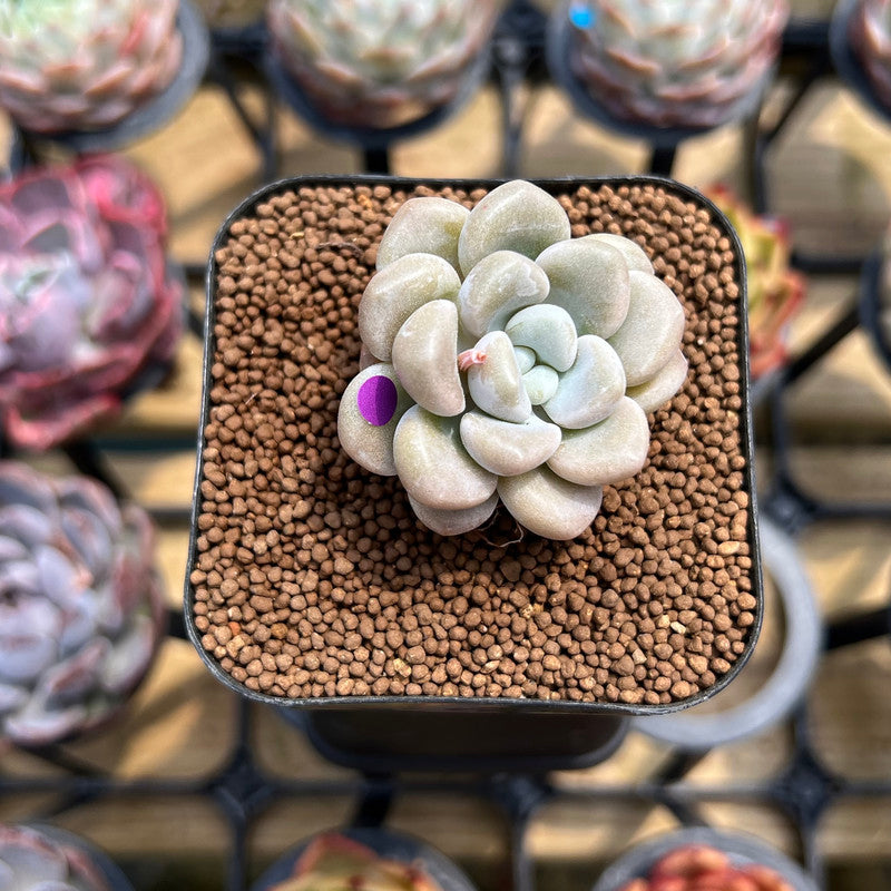 Graptoveria 'Bubble Bomb' 1" Succulent Plant Cutting