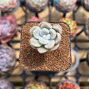 Graptoveria 'Bubble Bomb' 1" Succulent Plant Cutting