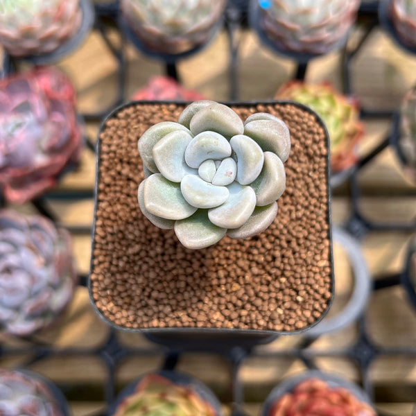 Graptoveria 'Bubble Bomb' 1" Succulent Plant Cutting