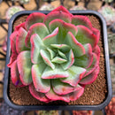 Echeveria 'Luella' 4"-5" Large Succulent Plant Cutting