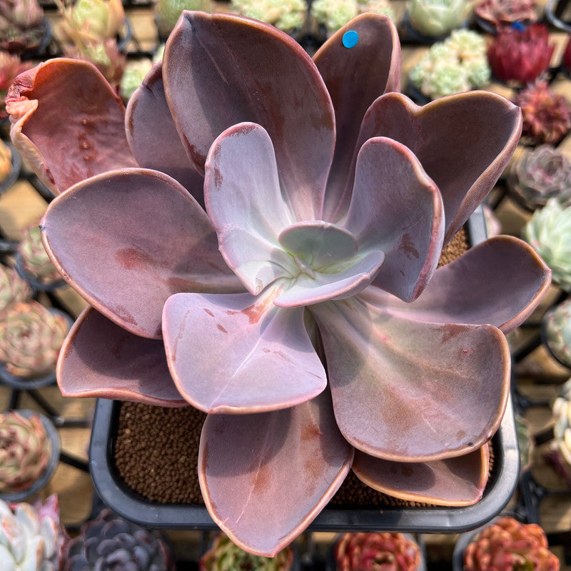 Pachyveria 'Violescens' Extra Large 6" (AKA Pachyveria Myrtilla) Succulent Plant Cutting