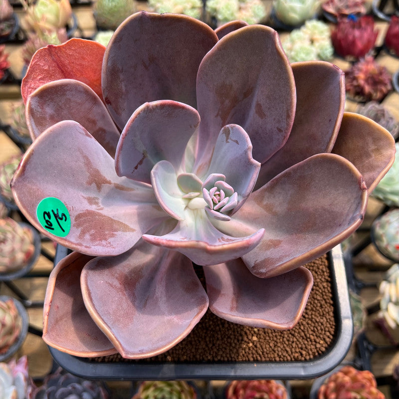 Pachyveria 'Violescens' Extra Large 6" (AKA Pachyveria Myrtilla) Succulent Plant Cutting