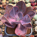 Pachyveria 'Violescens' Extra Large 6" (AKA Pachyveria Myrtilla) Succulent Plant Cutting