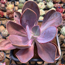 Pachyveria 'Violescens' Extra Large 6" (AKA Pachyveria Myrtilla) Succulent Plant Cutting