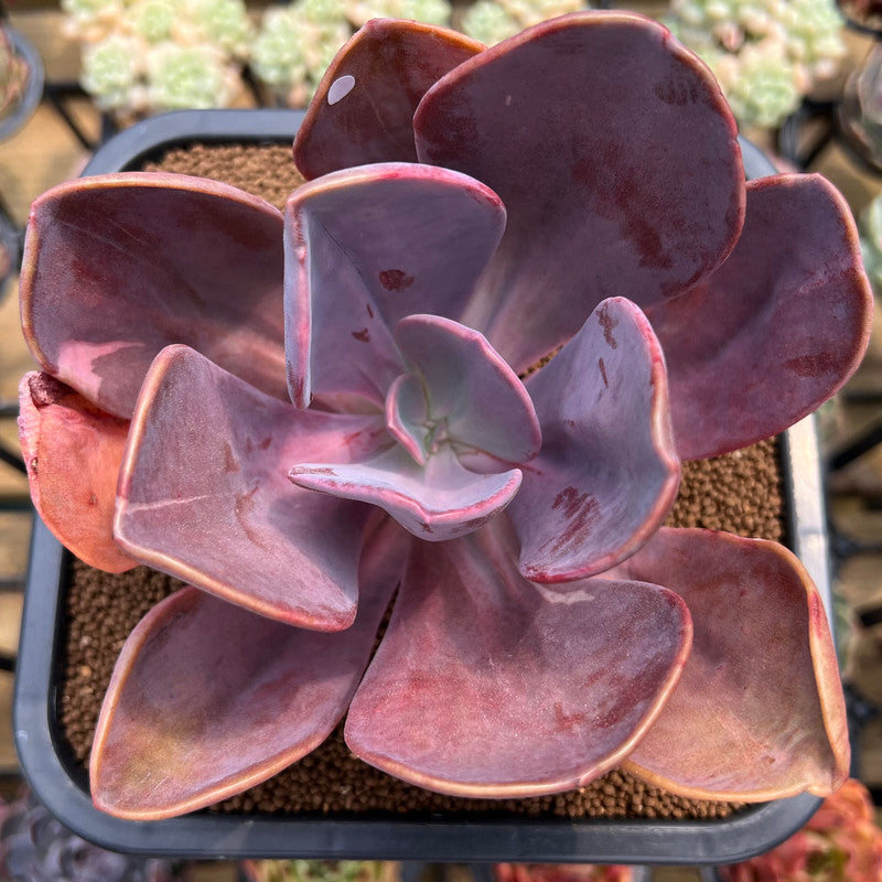 Pachyveria 'Violescens' Extra Large 6" (AKA Pachyveria Myrtilla) Succulent Plant Cutting