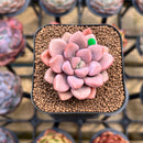 Graptopetalum 'Polari Heart' 1"-2" Succulent Plant Cutting