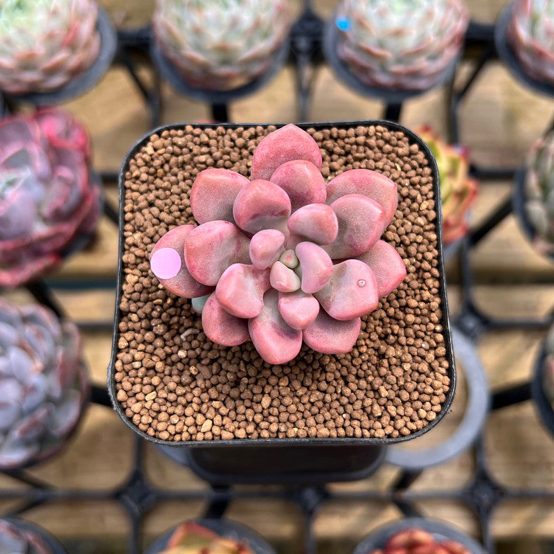 Graptopetalum 'Polari Heart' 1"-2" Succulent Plant Cutting