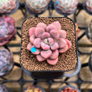 Graptopetalum 'Polari Heart' 1"-2" Succulent Plant Cutting