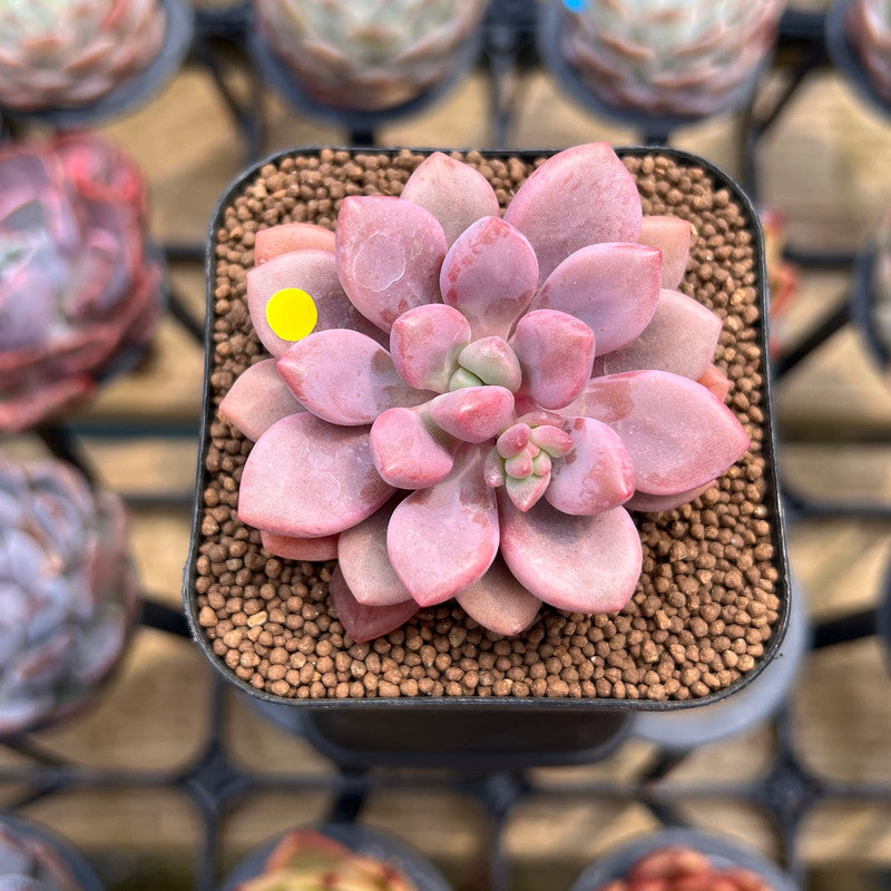 Graptopetalum 'Polari Heart' 1"-2" Succulent Plant Cutting