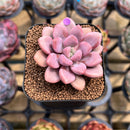 Graptopetalum 'Polari Heart' 1"-2" Succulent Plant Cutting