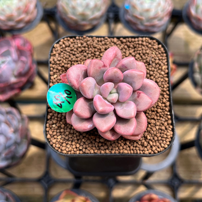 Graptopetalum 'Polari Heart' 1"-2" Succulent Plant Cutting