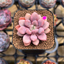 Graptopetalum 'Polari Heart' 1"-2" Succulent Plant Cutting