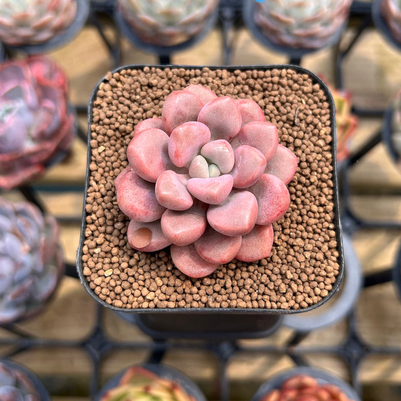 Graptopetalum 'Polari Heart' 1"-2" Succulent Plant Cutting