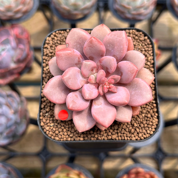 Graptopetalum 'Polari Heart' 1"-2" Succulent Plant Cutting