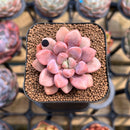 Graptopetalum 'Polari Heart' 1"-2" Succulent Plant Cutting