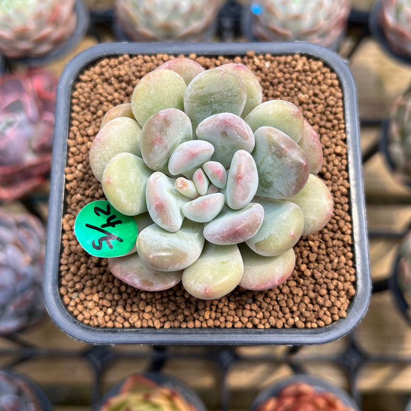 Graptoveria 'Chubby Ball' 2" Succulent Plant Cutting