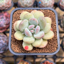 Graptoveria 'Chubby Ball' 2" Succulent Plant Cutting