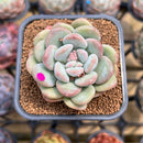 Graptoveria 'Chubby Ball' 2" Succulent Plant Cutting