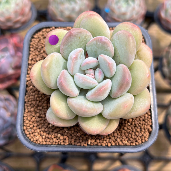 Graptoveria 'Chubby Ball' 2" Succulent Plant Cutting