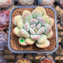 Graptoveria 'Chubby Ball' 2" Succulent Plant Cutting