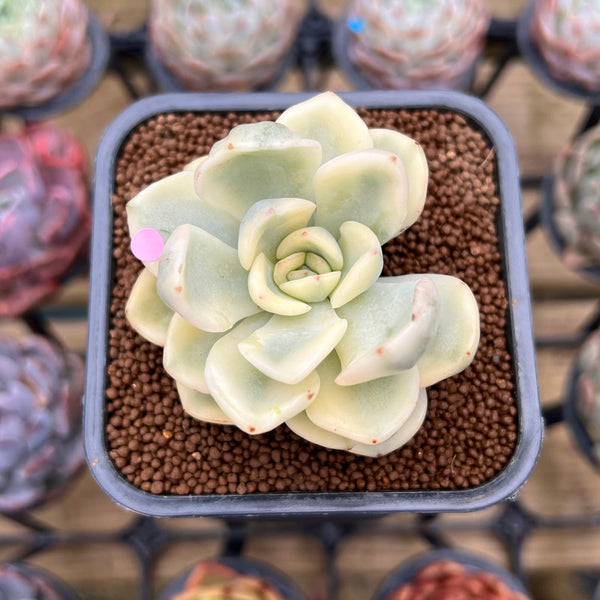 Pachyveria 'Worthy One' Variegated 2" Succulent Plant Cutting