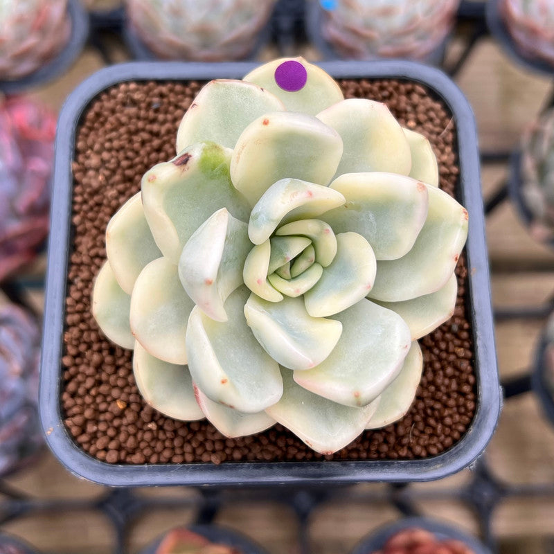 Pachyveria 'Worthy One' Variegated 2" Succulent Plant Cutting