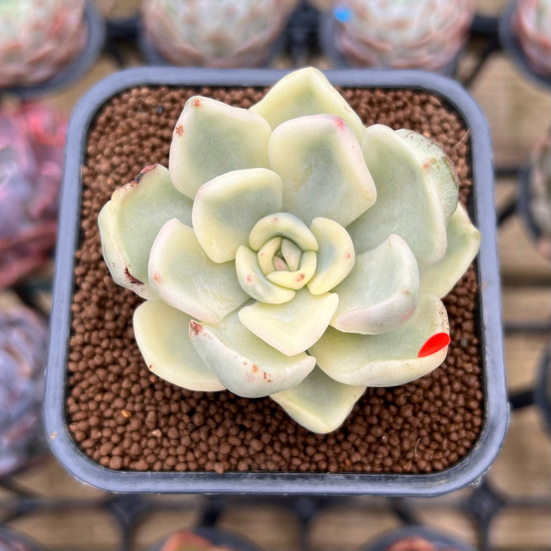 Pachyveria 'Worthy One' Variegated 2" Succulent Plant Cutting