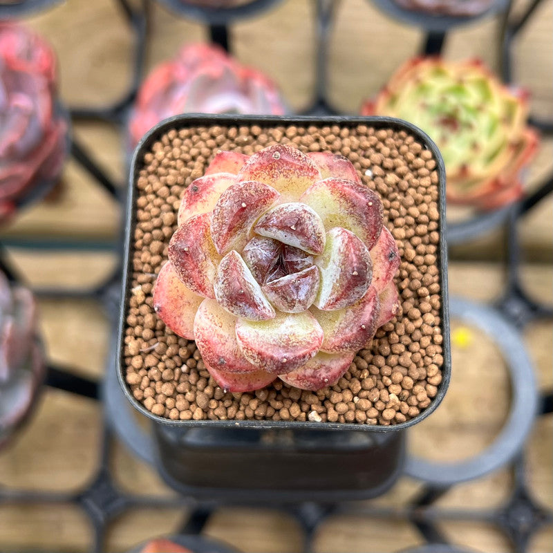 Echeveria 'Hibiscus' 1" Succulent Plant Cutting