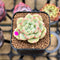 Echeveria sp. 1" Succulent Plant Cutting