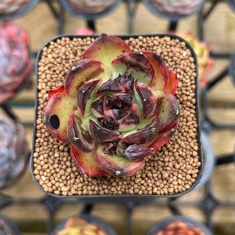 Echeveria 'Red Heart' 2" Succulent Plant Cutting