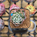 Echeveria 'Bradburiana' Variegated 1" Succulent Plant Cutting