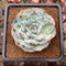 Echeveria 'Mont Blanc' 2"-3" Succulent Plant Cutting