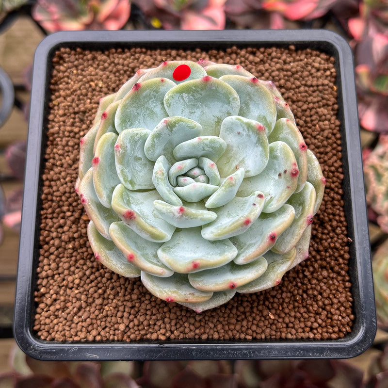 Echeveria 'Mont Blanc' 2"-3" Succulent Plant Cutting