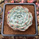 Echeveria 'Mont Blanc' 2"-3" Succulent Plant Cutting