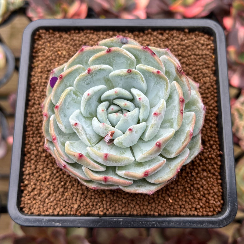 Echeveria 'Mont Blanc' 2"-3" Succulent Plant Cutting