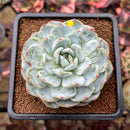 Echeveria 'Mont Blanc' 2"-3" Succulent Plant Cutting