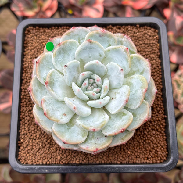 Echeveria 'Mont Blanc' 2"-3" Succulent Plant Cutting