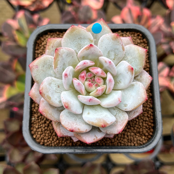 Echeveria 'Lotus' 2" Succulent Plant Cutting