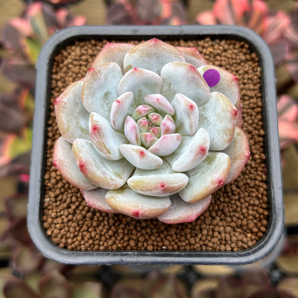 Echeveria 'Lotus' 2" Succulent Plant Cutting