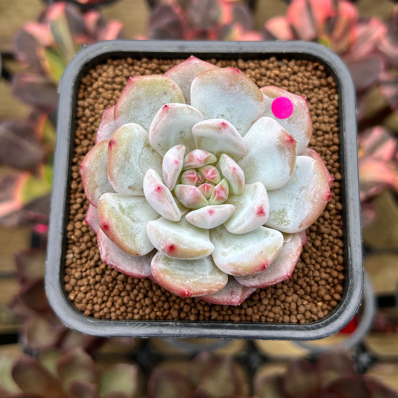 Echeveria 'Lotus' 2" Succulent Plant Cutting