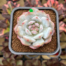 Echeveria 'Lotus' 2" Succulent Plant Cutting