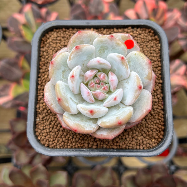 Echeveria 'Lotus' 2" Succulent Plant Cutting