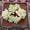 Graptopetalum 'Rococo' 3" Cluster Succulent Plant Cutting