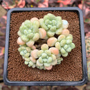 Graptopetalum 'Rococo' 3" Cluster Succulent Plant Cutting