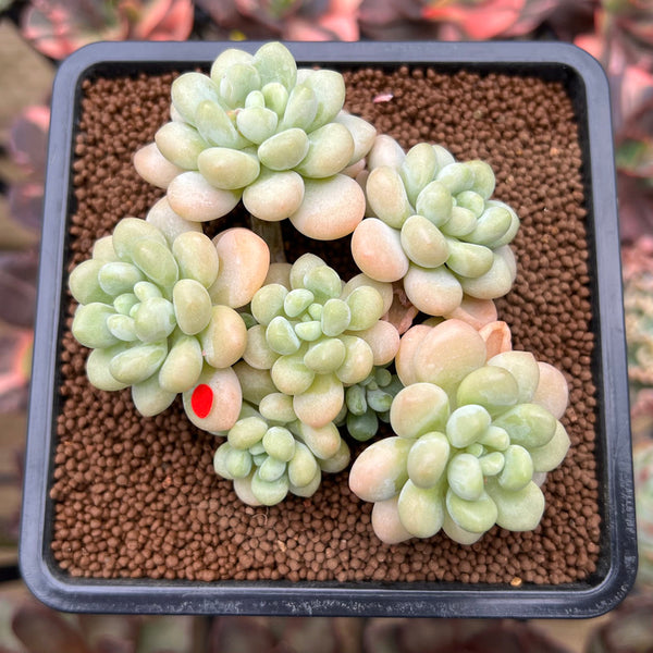 Graptopetalum 'Rococo' 3" Cluster Succulent Plant Cutting