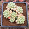 Graptopetalum 'Rococo' 3" Cluster Succulent Plant Cutting