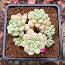 Graptopetalum 'Rococo' 3" Cluster Succulent Plant Cutting