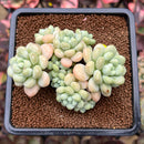 Graptopetalum 'Rococo' 3" Cluster Succulent Plant Cutting